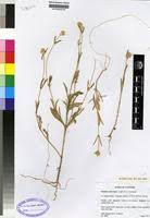 Image result for Pandiaka