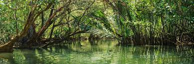 Visit the mangrove forest and charcoal kiln sites which are found more inland. Malaysia Mangrove Forest Jason Denning Panoramic Photography