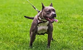 Iste Pitbull Gercegi Uzmani Acikladi