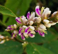 Image result for Polhillides