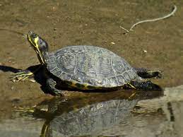 Women are generally more prominent, between 8 and 13 inches long. Yellow Bellied Slider Facts Habitat Diet Pictures