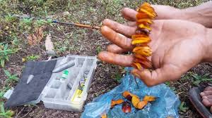 Namun, seiring dengan perkembangannya kolam terpal lebih dipilih karena lebih ekonomis, murah dan praktis. Umpan Jitu Ikan Patin Youtube