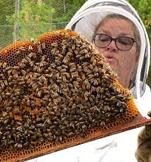 Honey Child Farm (@honeychildbeekeeper) • Instagram photos and videos