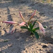 Image result for Crinum crassicaule