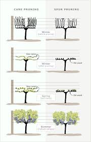 Image result for pruning grapes on a pergola