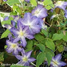 Clematis Brother Stefan Buy Clematis Perennials Online Purple Perennials Clematis Beautiful Flowers