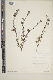 Image result for Tinnea coerulea