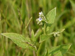 Image result for Cynoglossum lanceolatum