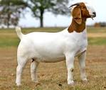 12 popular goat breeds