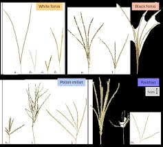 Image result for Digitaria monodactyla
