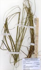 Image result for Ctenium newtonii