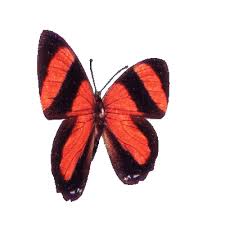 Become a member, renew, or make an additional donation today. 3d Animated Butterflies Free Butterfly Animated Gifs