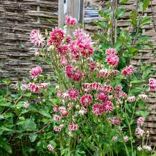 Image result for Aquilegia pompom mix