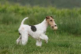 Smooth coat care consists of weekly brushing to remove shedding hair. Wire Fox Terrier Dog Breed Information