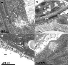 Image result for Barleria megalosiphon