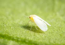 Image result for whitefly in cucumber