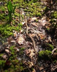 Maybe you would like to learn more about one of these? Exploring Long Island Ny Caleb Smith State Park Preser