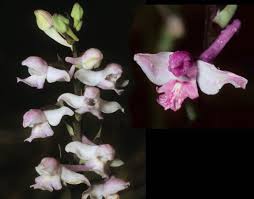 Image result for Summerhayesia