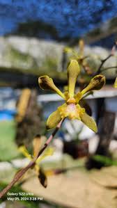 Image result for Annickia ambigua