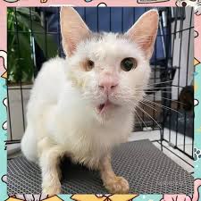 Cat transformation with love and care