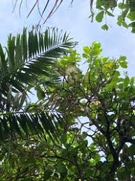 Image result for Lecythidaceae