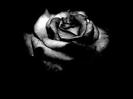 Check spelling or type a new query. Aesthetic Black Roses Wallpapers Wallpaper Cave