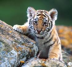 Pin By Leyjne Gonzalez Pino On Tiger Tiger Cute Tiger Cubs Tiger Pictures Cute Tigers