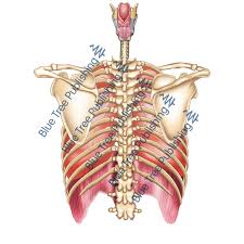 Lung conditions, such as pneumonia, can cause pain that spreads to the right side of the chest under the ribs. Respiration Lungs Rib Back Download Image