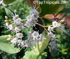 Image result for Ehretia cymosa