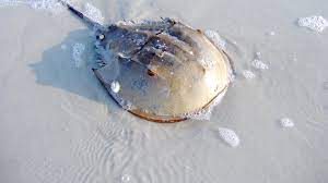 How A Study Of Horseshoe Crabs Led To Safer Joint Replacements Uc San Francisco