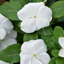 Image result for Vinca