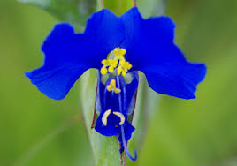 Image result for Commelinaceae