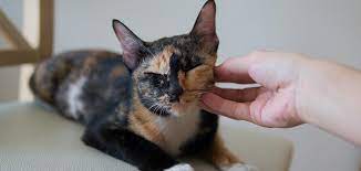 Tortoiseshell Calico Cat Which Kitties Meet This Description