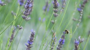 Anti Moustiques Anti Guepes Quels Sont Les Insecticides Ecolos Cote Maison