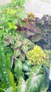 Image result for Coleus psammophilus