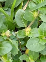 Image result for Alternanthera pungens