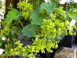 Image result for Alchemilla kiwuensis