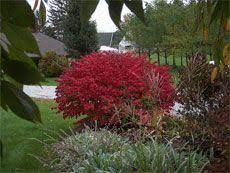 Pruning A Burning Bush When To Prune Burning Bush Plants Burning Bush Plant Burning Bush Shrub Bush Plant