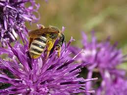 With bob bumble at the anchor desk. Bees And Bumble Bees Botanical Garden Munchen Nymphenburg