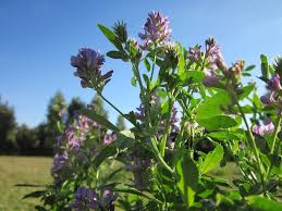 How come i keep hearing that alfalfa is bad for male goats? 10 Great Benefits Of Using Alfalfa In Your Garden
