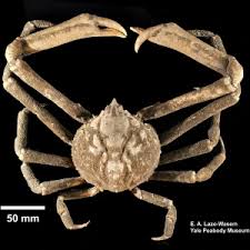 Image result for Embelia libeniana