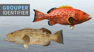 Grouper Identifier Fishtrack Com