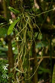 Image result for Rhipidoglossum