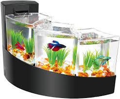 And because of their peaceful personalities, they are unlikely to be. Buying Guide Best Betta Fish Tanks Petguide