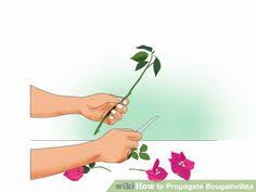 This vibrant desert plant is native to arid regions of africa. 18 Bouganvillas Ideas Bougainvillea Planting Flowers Bougainvillea Tree