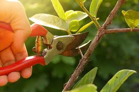 Image result for images the pain of pruning