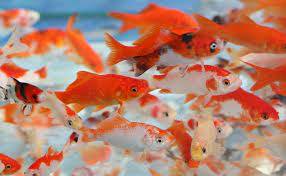 Goldfish can live to be 40+ years old there, happy i didn't keep you in suspense? How Long Do Goldfish Live Maryland Aquarium Design Installation