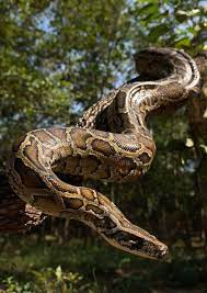 Did You Know That Burmese Pythons Are One Of The Biggest Snakes In The World Wildlife Alliance Burmese Python Snake World Biggest Snake