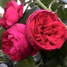 Since then he has released nearly two hundred english roses. David Austin Red Eden Rose Varieties Climbing Roses Rose