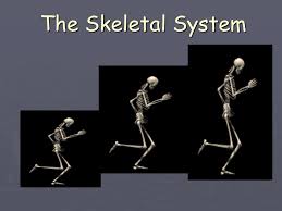 If s1 is type a then 5: The Skeletal System 5 Functions Of The Skeletal System 1 Shape And Support The Backbone Is The Main Support Center For The Upper Body It Holds Your Ppt Download